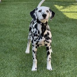 Penny - Dalmatian