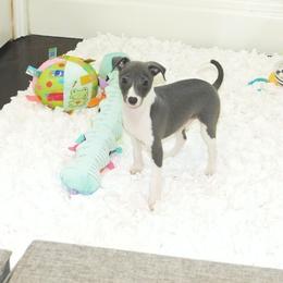 Gia Male 1 - Blue male Italian Greyhound puppy in Sparta Tn And Caryville Fl, Tennessee from Summerwind Kennel