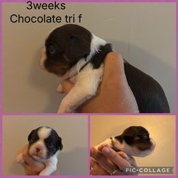 Choc tri purple - Chocolate female Cavalier King Charles Spaniel puppy in Greenleaf, Wisconsin from Ledgetop Family Cavaliers