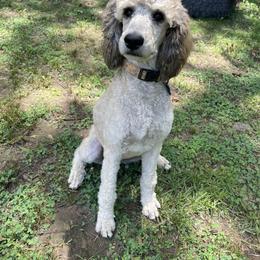 Poodle All Grown Up from Arkansas River Poodles