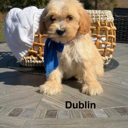 Dublin - Apricot male Goldendoodle puppy in Estesburg, Kentucky from Wet Goldendoodle Kisses