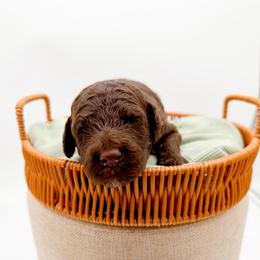 Catawba - Chocolate female Goldendoodle puppy in North Carolina from Tuxedo Mountain Doodles