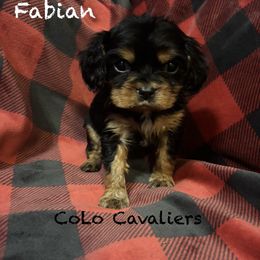 Fabian - Black and tan male Cavalier King Charles Spaniel puppy in Leonard, Michigan from CoLo Cavaliers