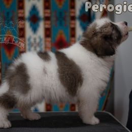 Perogie - White male Tornjak puppy in Albright, West Virginia from Pine Spring Farm