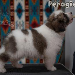 Perogie - White male Tornjak puppy in Albright, West Virginia from Pine Spring Farm