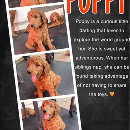Poppy - Red  female Poodle puppy in Sheridan, California from Renegade Standard Poodles