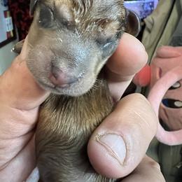 Dachshund Puppies from Witchy Woman’s Wiener’s