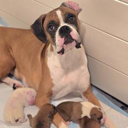 Boxer puppies from Bayla Belle & Blossom's Boxers