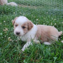 Rosie - Sable and white female English Shepherd puppy in Columbia, Connecticut from Tranquil Morning Farm