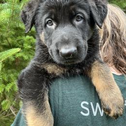 No collar male - Bi-color male German Shepherd puppy in Winterport, Maine from Vom Stevens Old Fashioned German Shepherds
