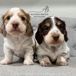 Red pie - Piebald male Dachshund puppy in Clever, Missouri from Autumn Breeze Dachshunds