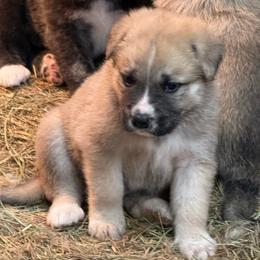 Boy 6 - White and tan male Great Pyrenees puppy in Port Townsend, Washington from Pam’s Perfect Pugs & MasPyrs