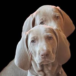 White collar - Silver gray female Weimaraner puppy in Glen Rock, Pennsylvania from Mavericks Night Weimaraners