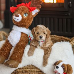 Blush - Buff female Cockapoo puppy in Mt Bethel, Pennsylvania from Stasia’s Cutiepoos