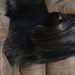 Skye Terrier All Grown Up from Skye Terriers ‘Of Wallace’s Coven’