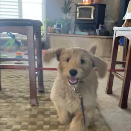 Goldendoodle Puppies from Golden Rule Doodles