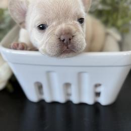 French Bulldog Puppies from Diamond Ridge French Bulldogs