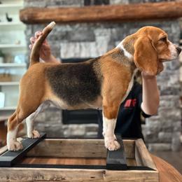 Rumor - Beagle