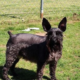 Raven - Miniature Schnauzer