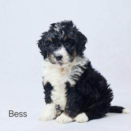 Bess - Tri-color female Bernedoodle puppy in Apple Creek, Ohio from Grandeur Valley Puppies