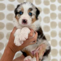 Orchid - Blue merle female Australian Shepherd puppy in Salinas, California from AA Aussies