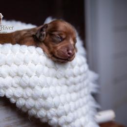 Nelly - Dapple female Dachshund puppy in Iola, Texas from Whiskey River Dachshunds