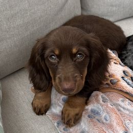 Freya - Dachshund