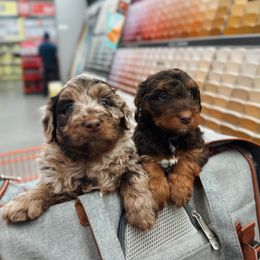 Ziggy - Brown merle male Aussiedoodle puppy in Provo, Utah from Sage & Paws Puppy co.