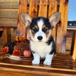 Grace - Black and tan female Pembroke Welsh Corgi puppy in El Dorado Springs, Missouri from Trixie Dixie
