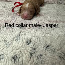 Goldendoodle Puppies from Gracious Doodle Dogs