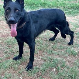 German Shepherd puppies from KVA Shepherds