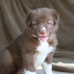 Pascal - Green Collar - Red male Border Collie puppy in Courtland, Alabama from C Bar C Ranch Border Collies