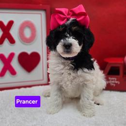Prancer- Purple Collar - Black and white female Bernedoodle puppy in Summerville, South Carolina from Channys Doodles