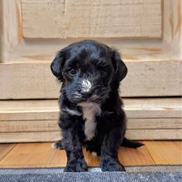 Male 1 - Black male Havapoo puppy in Brooksville, Florida from Kruger Doodles