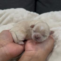 Singing Locust - White male Shih Tzu puppy in Cedar Hill, Texas from Puppy Paper House