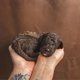 Sunny - Brown male Poodle puppy in Midwest City, Oklahoma from Strawberry Hill Puppy Patch