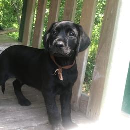 Labrador Retriever Puppies from Labrador Retriever Puppies