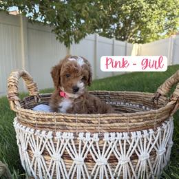 Pink - Purdy - Red  female Goldendoodle puppy in Saratoga Springs, Utah from Tyler Pickens
