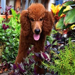 Stirling - Poodle