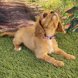 Girl2 - Ruby female Cavalier King Charles Spaniel puppy in Ruskin, Florida from Roger Jones