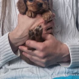 Cavalier King Charles Spaniel Puppies from Parker Puppies
