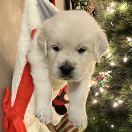 Boy 1 - Light golden male Golden Retriever puppy in Osceola, Iowa from Healing Hearts Therapy Goldens