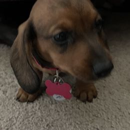 Dachshund Puppies from Cogsworth Cromwell Dachshunds of South West Michigan