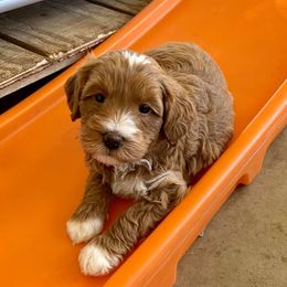 Australian Labradoodle Puppies from Serenity Springs Labradoodles