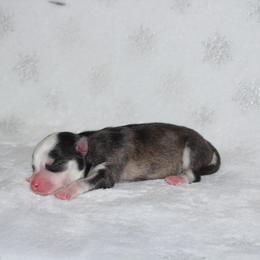 Flower - Black and white female Pomsky puppy in Clarkston, Utah from Red Rock Ranch Breeders