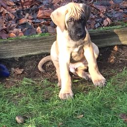 Great Dane Puppies from Daynakin Great Danes LLC