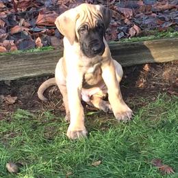 Great Dane Puppies from Daynakin Great Danes LLC