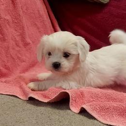 Star - White female Companion Cross puppy in Norman, Oklahoma from Steve's Puppies