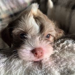 Spot - White male Havanese puppy in Starr, South Carolina from Home with Havanese