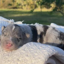 Black collar - Blue merle female Border Collie puppy in Graceville, Florida from Fire N Arrows Border Collies